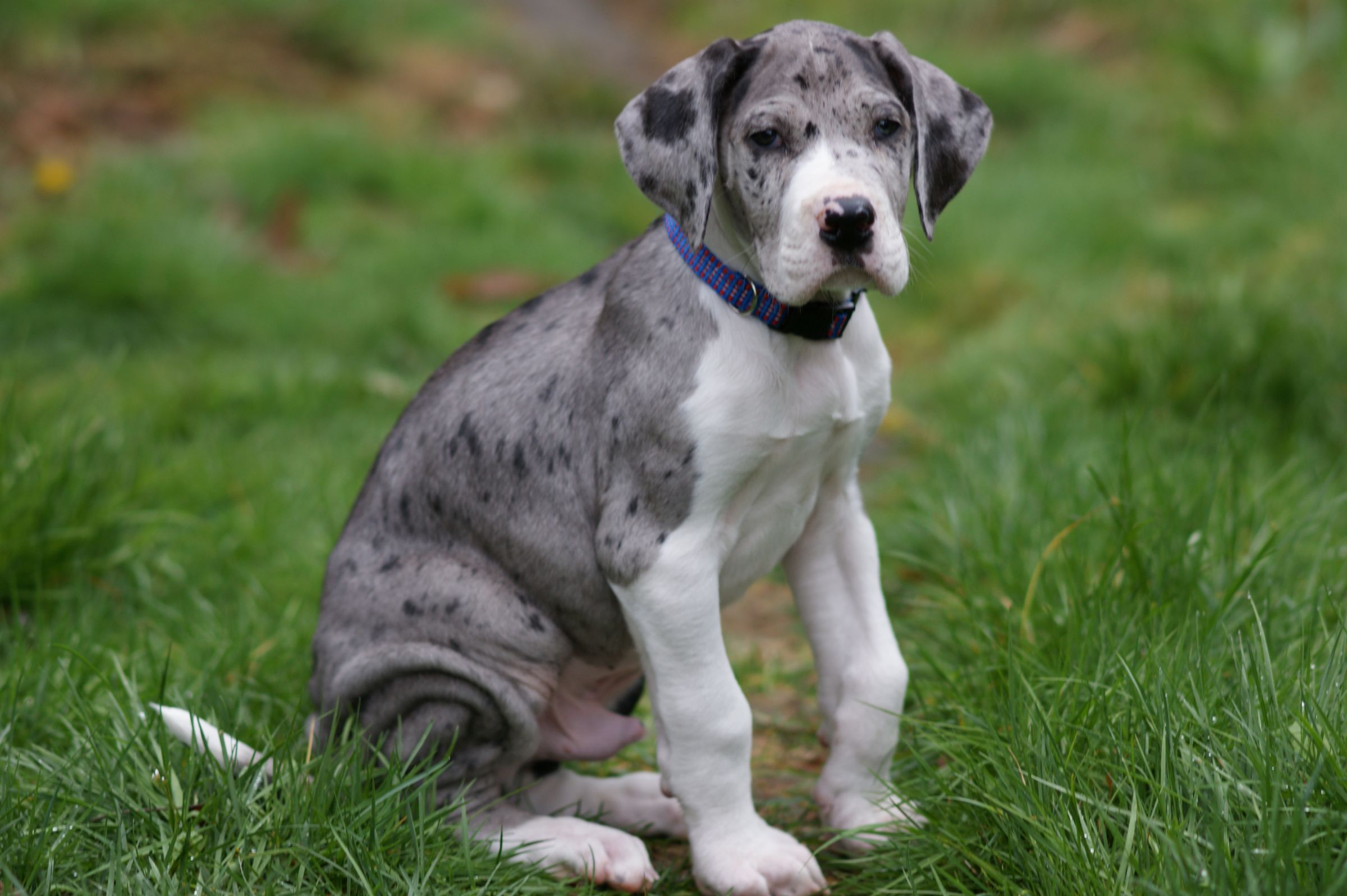 Great Dane