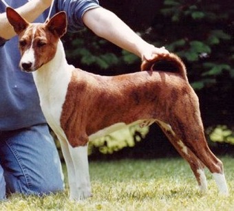 Kibushi Get Sirius | Basenji 