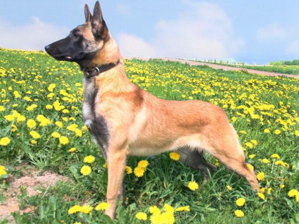 Dahri vom Lahberg | Belgian Malinois 