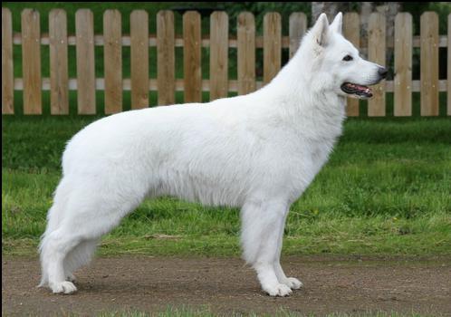 Parfait Fleur Roide La Nuit | White Swiss Shepherd Dog 