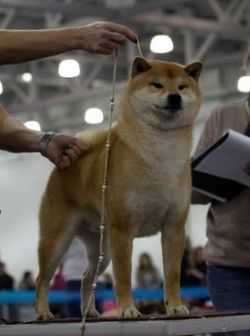 Handzimemesite O-Raydon | Shiba Inu 