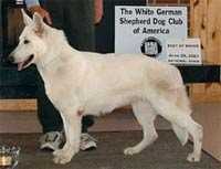 Royal Kiss of Cleopatra | White Swiss Shepherd Dog 