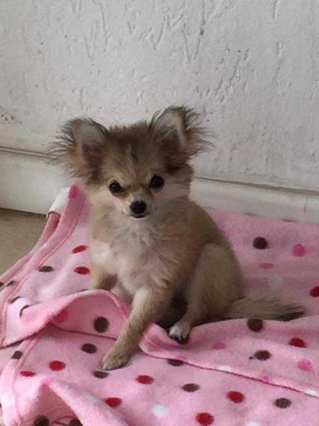 Maria Bella Gold Von Priest | Chihuahua 