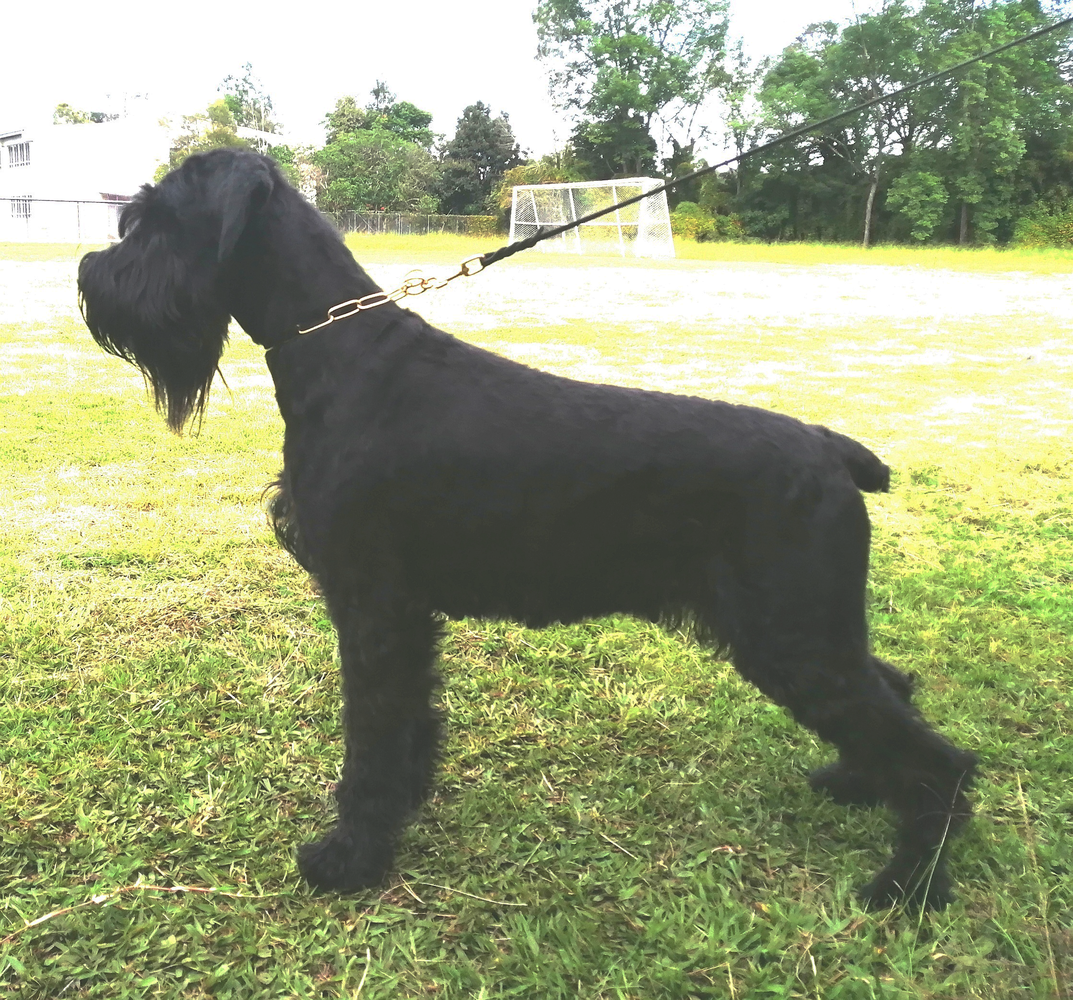 Black Whiskers of Vid Iris | Giant Schnauzer 