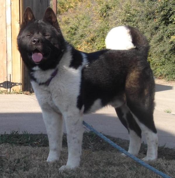 Big Bears The Mighty Kodiak Jr | Akita 