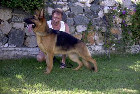 Angel von Arline | German Shepherd Dog 