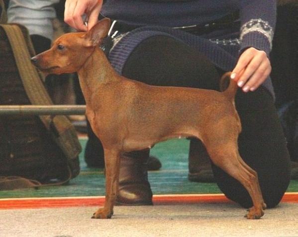 Nasha Marka Tochno V Tsel | Miniature Pinscher 