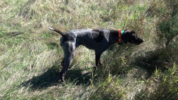 Krecklaus Princess Xena Von Greif | German Shorthaired Pointer 