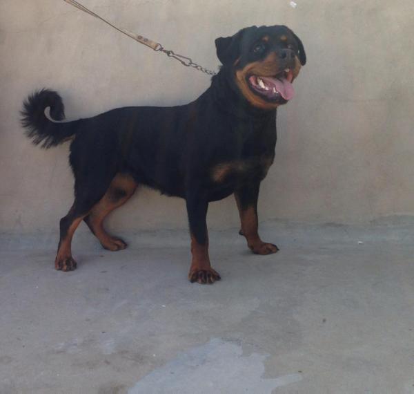 Osiris von der warriors rott | Rottweiler 