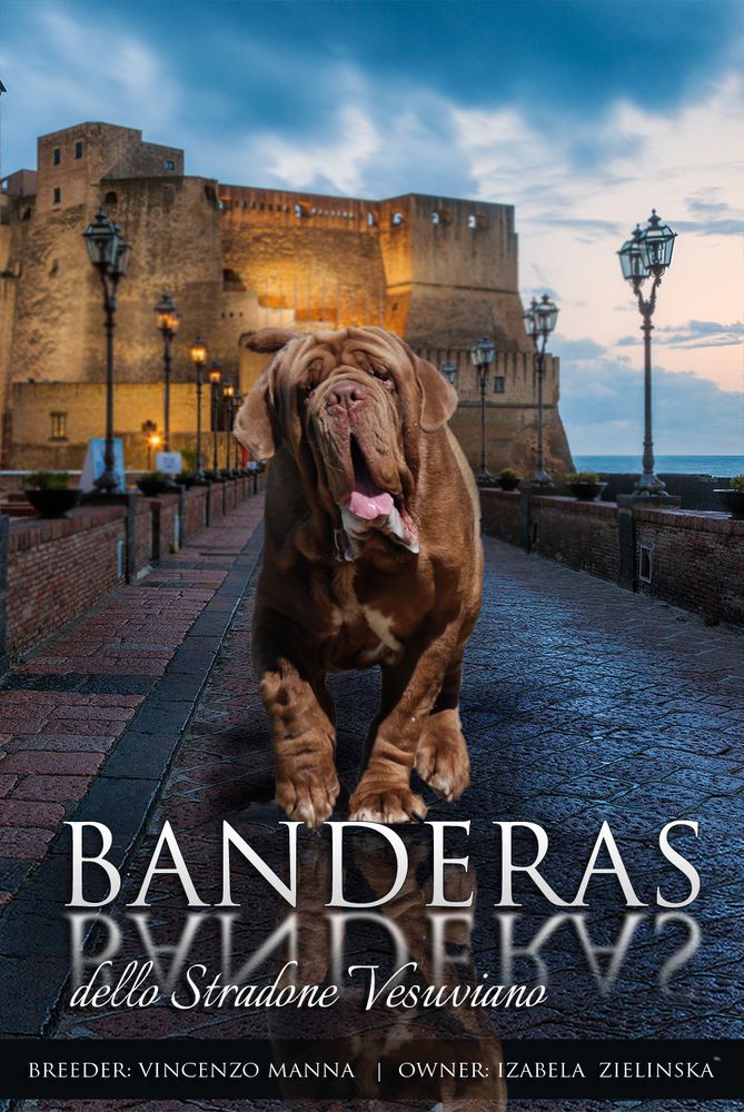 Banderas dello Stradone Vesuviano | Neapolitan Mastiff 