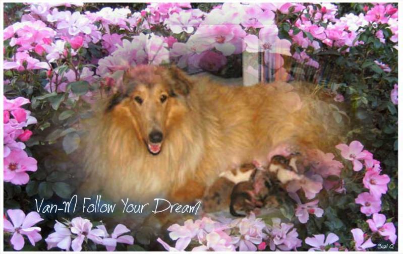 Van-M Follow Your Dream | Rough Collie 