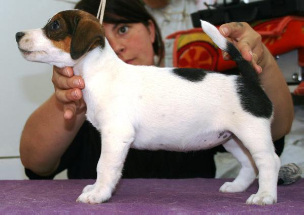 ROYAL DI SAN RUFFINO JACK EUREKA | Jack Russell Terrier 