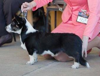 Major Point Diamond Queen | Cardigan Welsh Corgi 