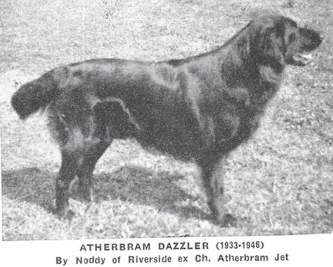 Atherbram Dazzler | Flat-Coated Retriever 