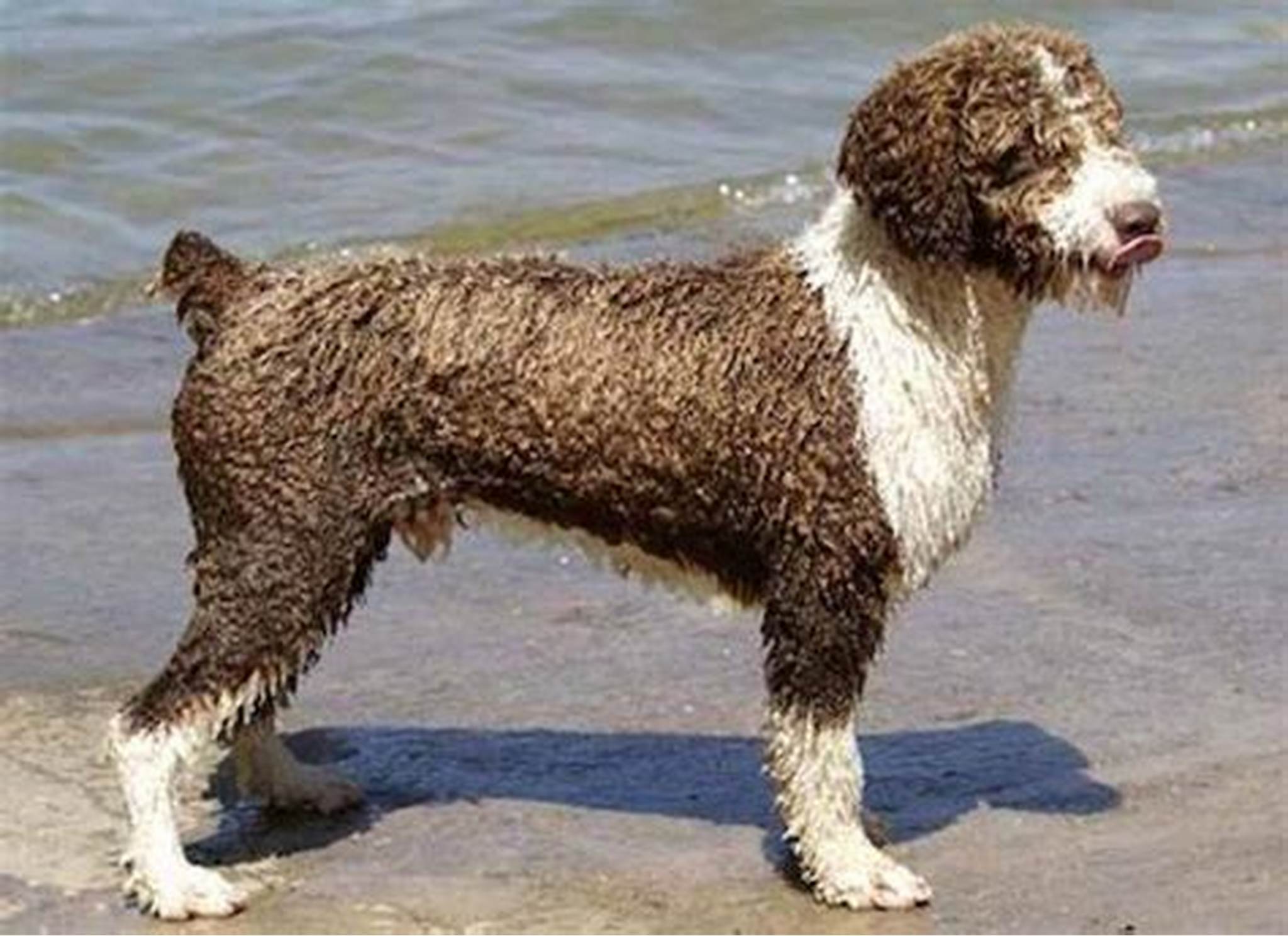 Spanish Water Dog