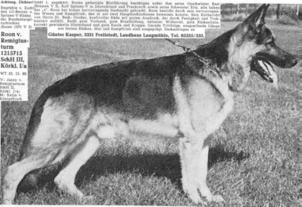 Roon vom Remigiusturm | German Shepherd Dog 