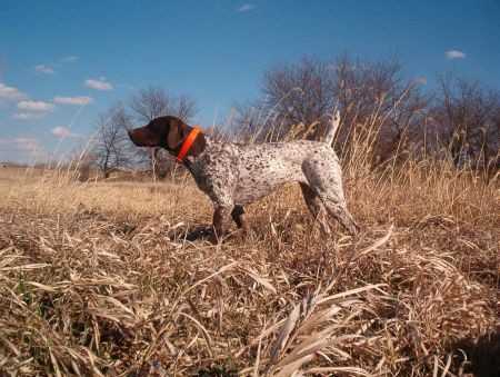 Crawfords Speckled Hanna | German Shorthaired Pointer 