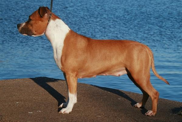 OVERTAKER'S PATHFINDER | American Staffordshire Terrier 