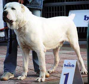 BALTEK GAYRAT | Central Asian Shepherd Dog 