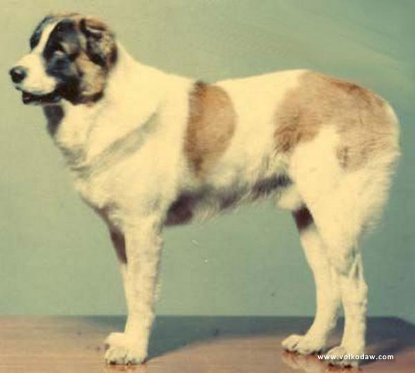 Kara Gioz (Bashkov) | Central Asian Shepherd Dog 