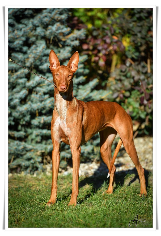 Cava Whispering Sand | Pharaoh Hound 