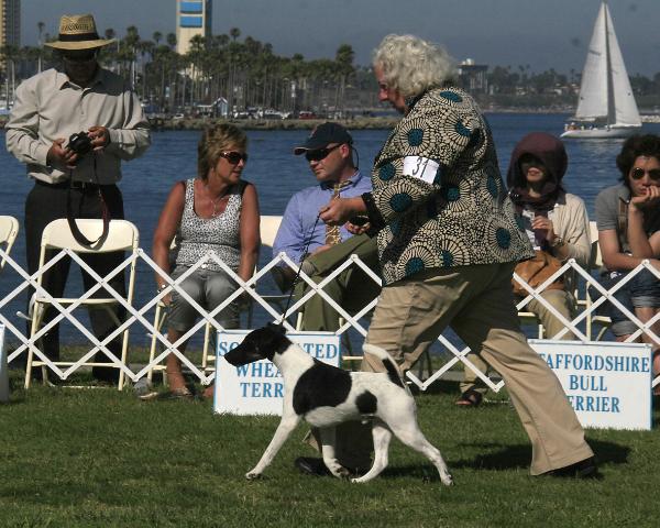 Wedigit Paparazzi | Smooth Fox Terrier 