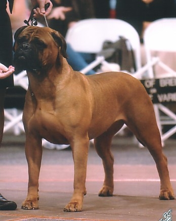 BlackJack s Groovy Girl | Bullmastiff 