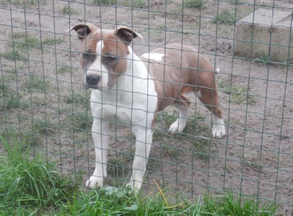 Phantom Ruff Peggy Sue | American Staffordshire Terrier 