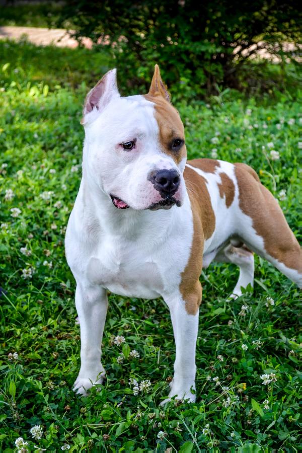 Zeus Buffalos Hot Blood | American Staffordshire Terrier 
