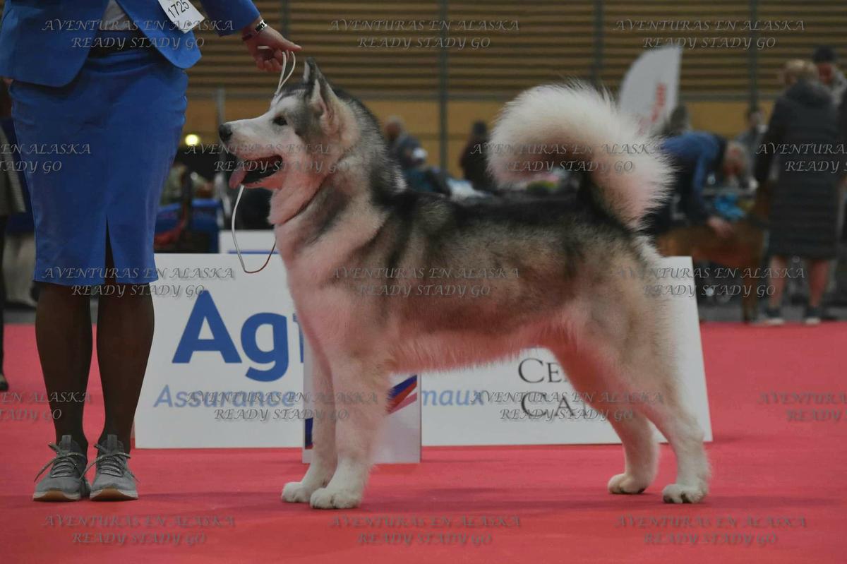 AVENTURAS EN ALASKA READY STADY GO | Alaskan Malamute 