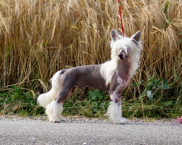 Whispering Lane Crocodile Rock | Chinese Crested 