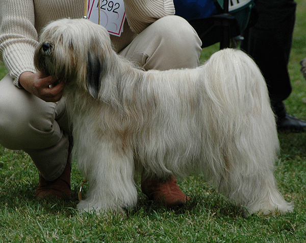 GA-PONYA CHOMOLHAMO | Tibetan Terrier 