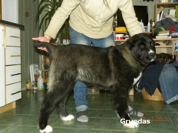 Oroshon Fatiha Gruodas | Central Asian Shepherd Dog 