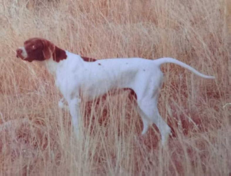 SANDY OF LOAGHEYRE | Pointer 