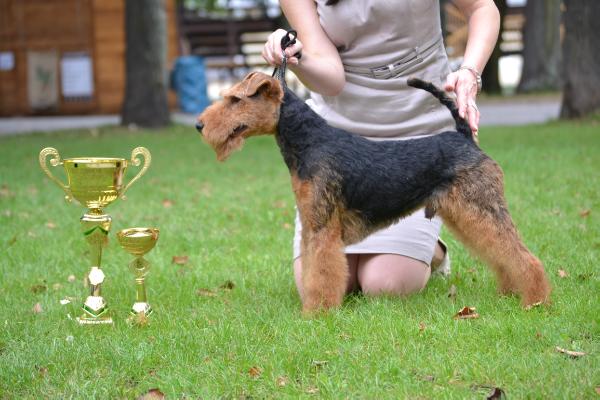 Indy od Guvernéra | Welsh Terrier 