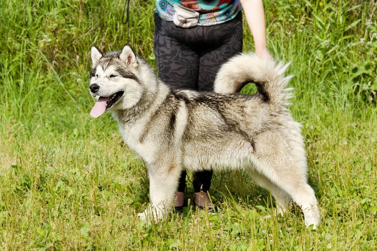 Gloria Jeans | Alaskan Malamute 