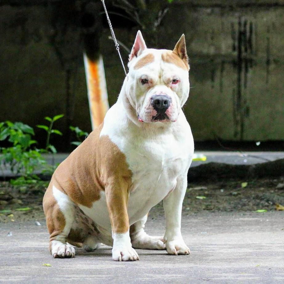 Loving and Tender Beast | American Staffordshire Terrier 