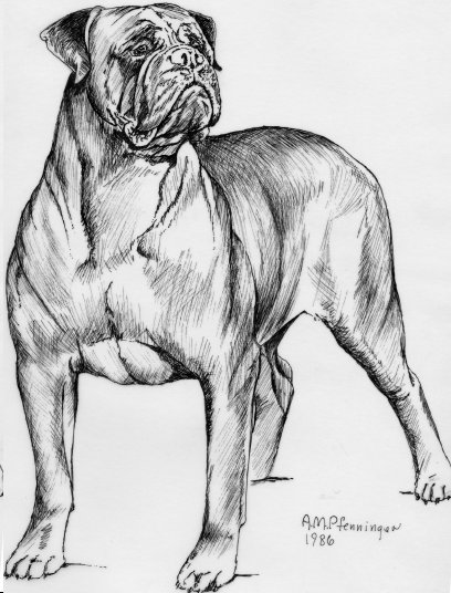 Tailwynde's Tanya Ton O' Buns | Bullmastiff 