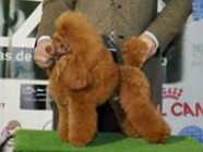 Golden Strik Benjamín | Poodle 