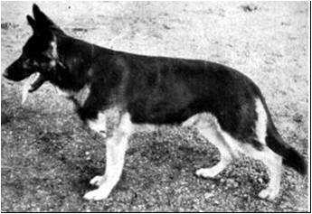 Klodo von Colonia Agrippina | German Shepherd Dog 