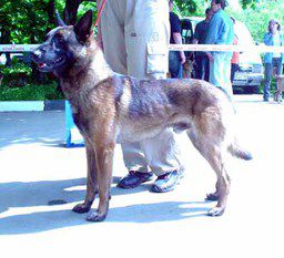 SOBR BREK | Belgian Malinois 