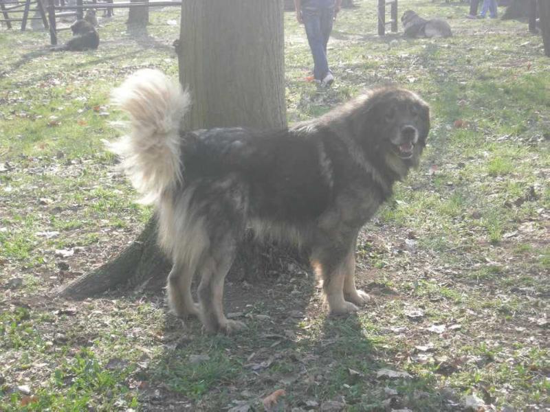 Lux od Bjelica | Yugoslavian Shepherd Dog-Sarplaninac 