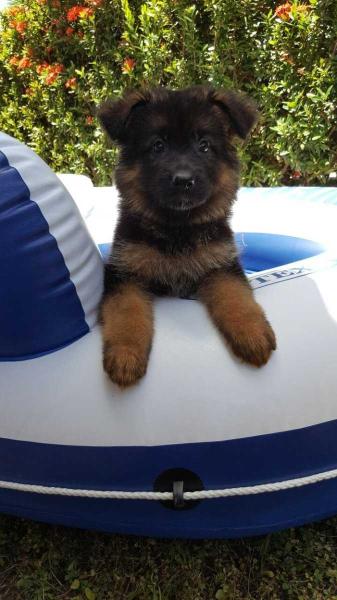 Bayleen Vom Kazordoon | German Shepherd Dog 