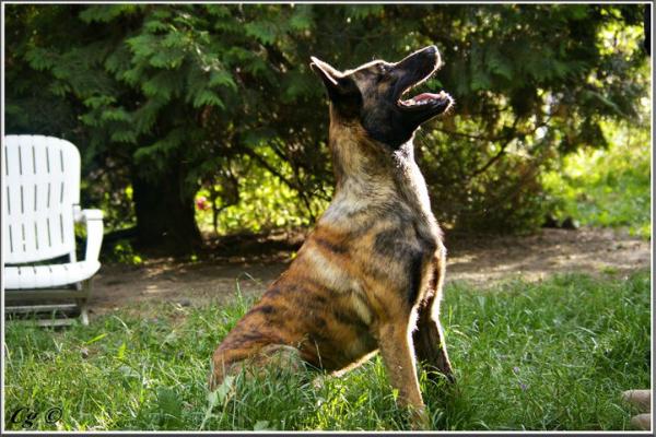 Funky De Chapulay | Dutch Shepherd 