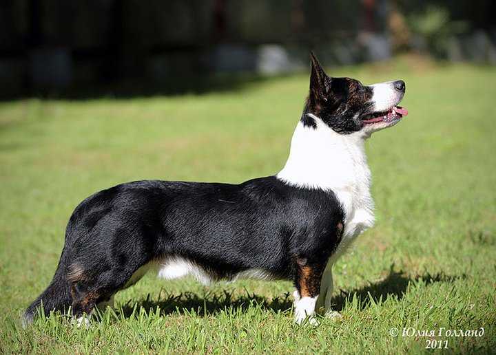 TICIANNA AIVAZOVSKY | Cardigan Welsh Corgi 