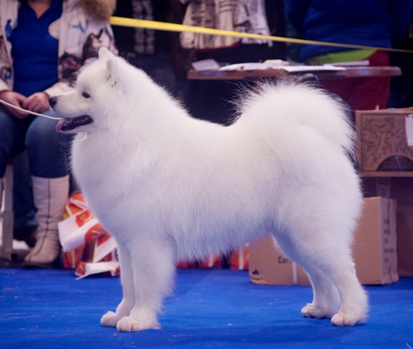 Lapaazora Adonis | Samoyed 