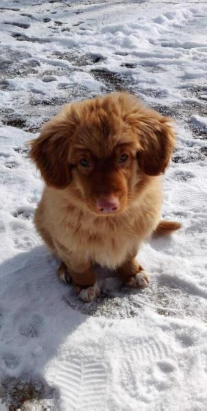 Toller's Delight Memory of Jaakko | Nova Scotia Duck Tolling Retriever 