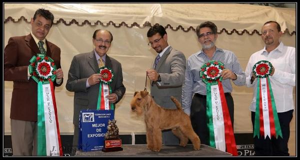 Cree Redskin (Luna) | Lakeland Terrier 