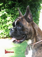 Universum Queen | Boxer 