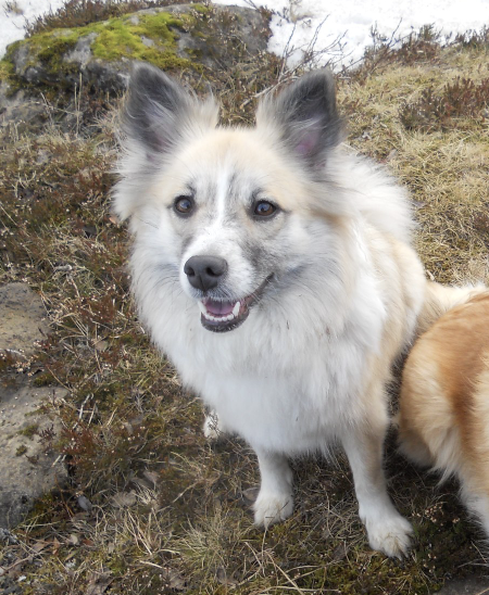 Snætinda Týra - IS14997/10 | Icelandic Sheepdog 